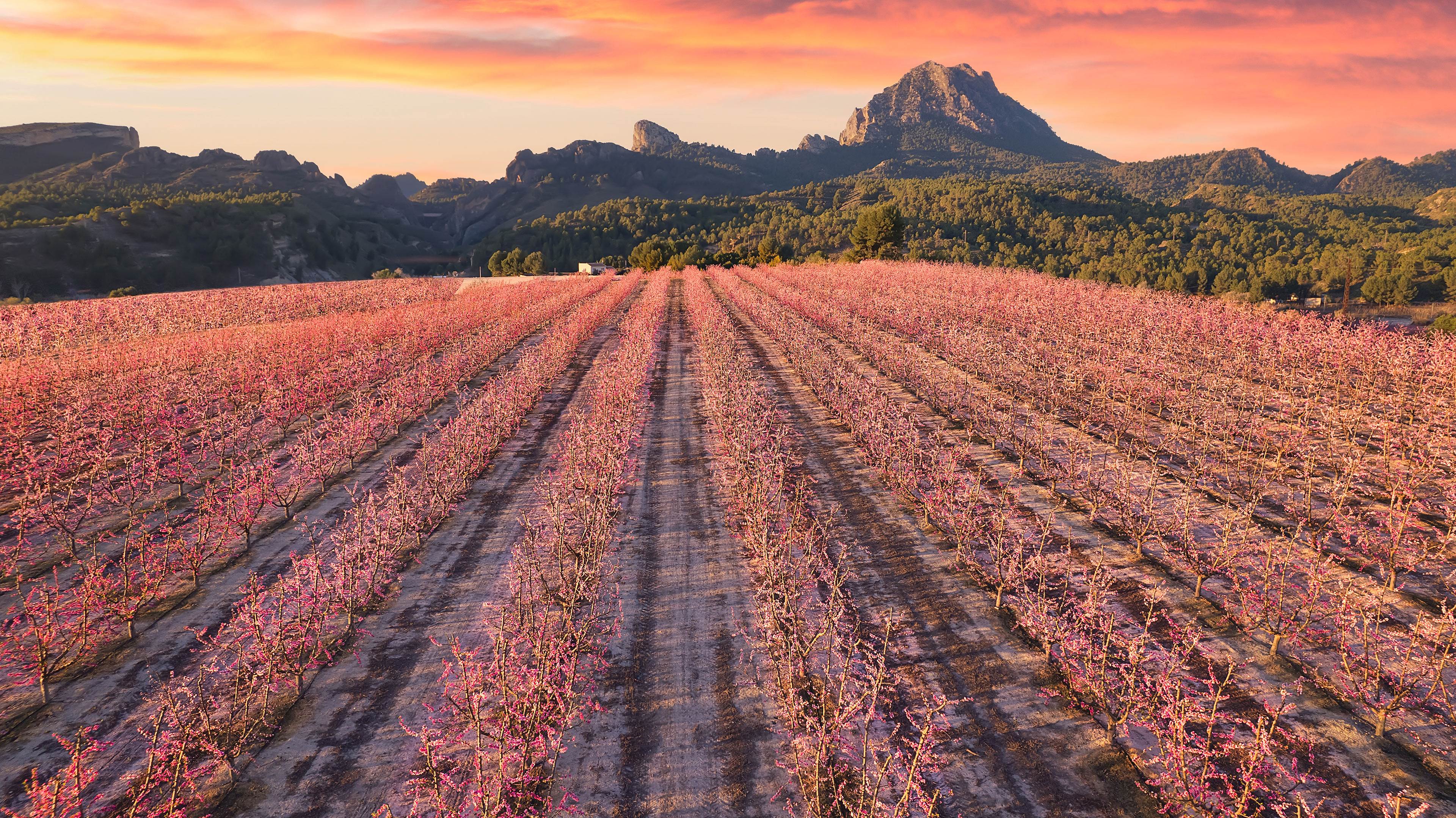 2026-06-14_20-57-51-376767